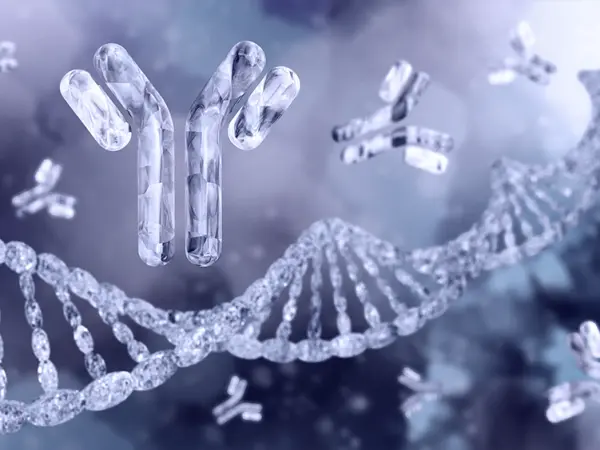 Conjugated antibodies